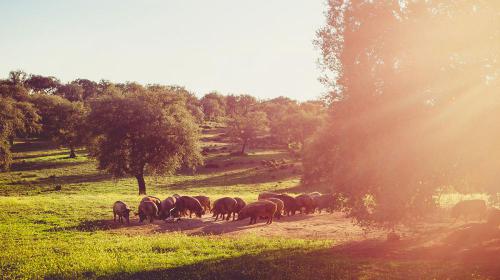 Carnes frescas y derivados